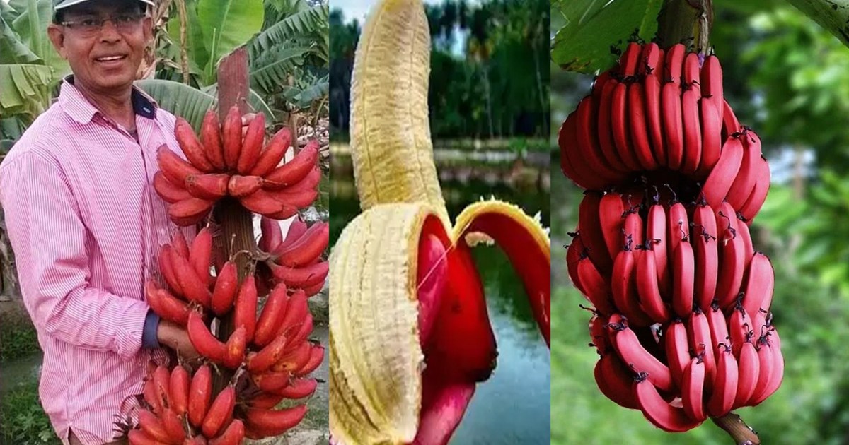 vaishali-not-25-50-this-red-banana-sold-for-200-rupees-dozen