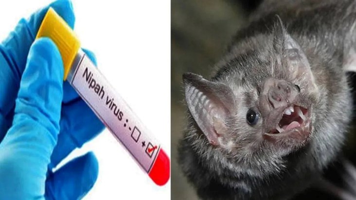 danger-of-nipah-virus-is-increasing-in-kerala-health-worker- danger-of-nipah-virus-is-increasing-in-kerala-health-worker-