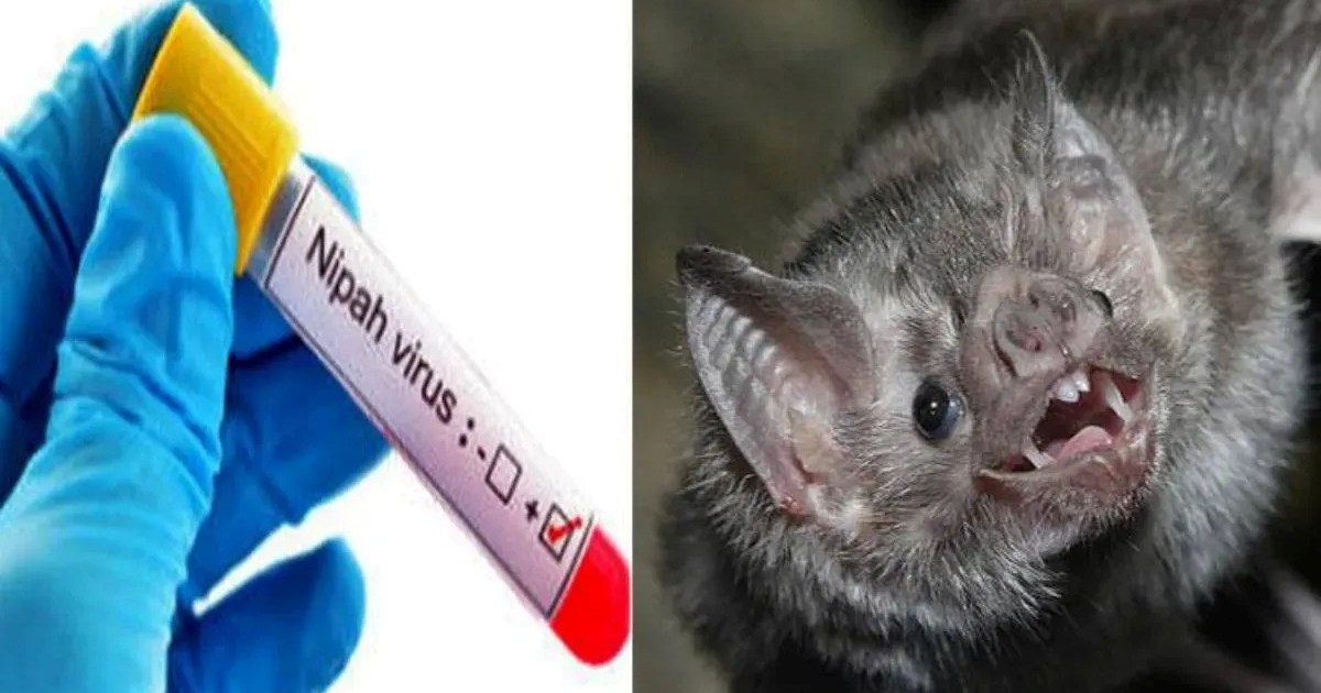danger-of-nipah-virus-is-increasing-in-kerala-health-worker-
