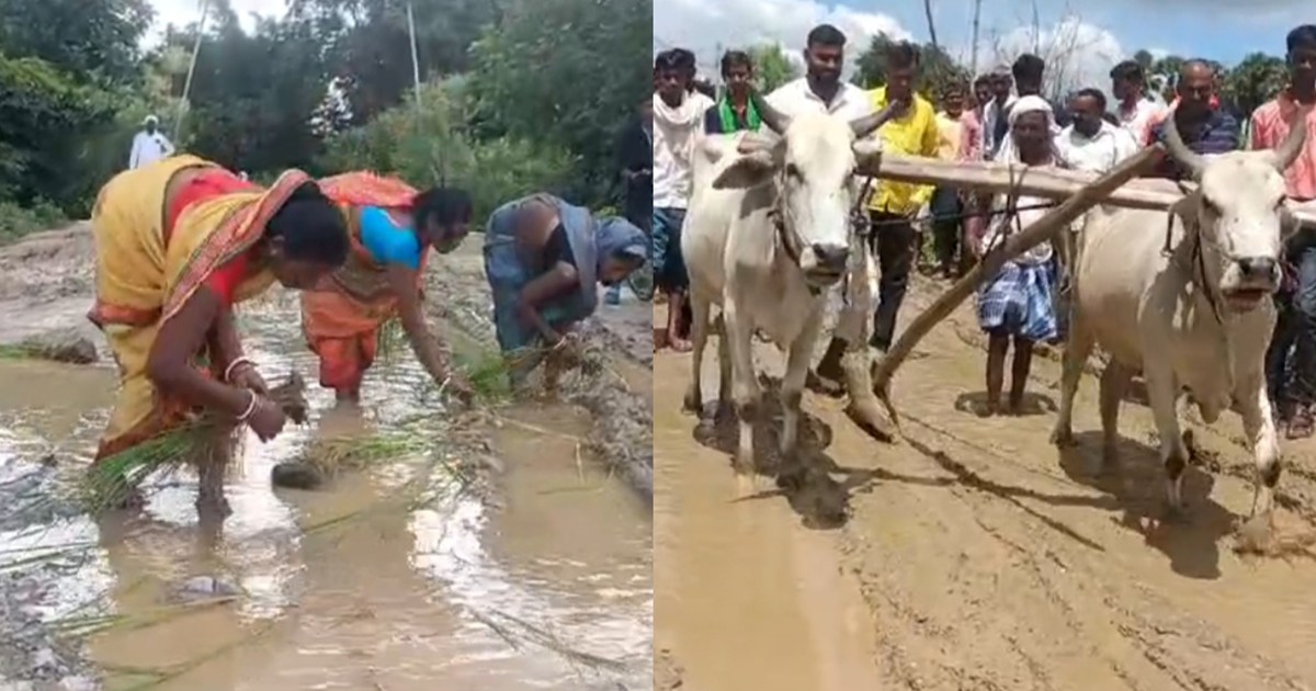 Amazing: When farmers started ploughing on the road and wome