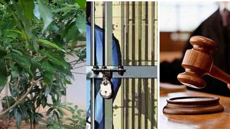 Judge's unique decision, orders brother-in-law who eloped wi Judge's unique decision, orders brother-in-law who eloped wi