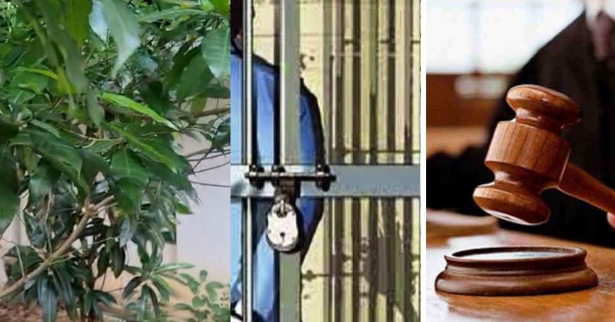 Judge's unique decision, orders brother-in-law who eloped wi