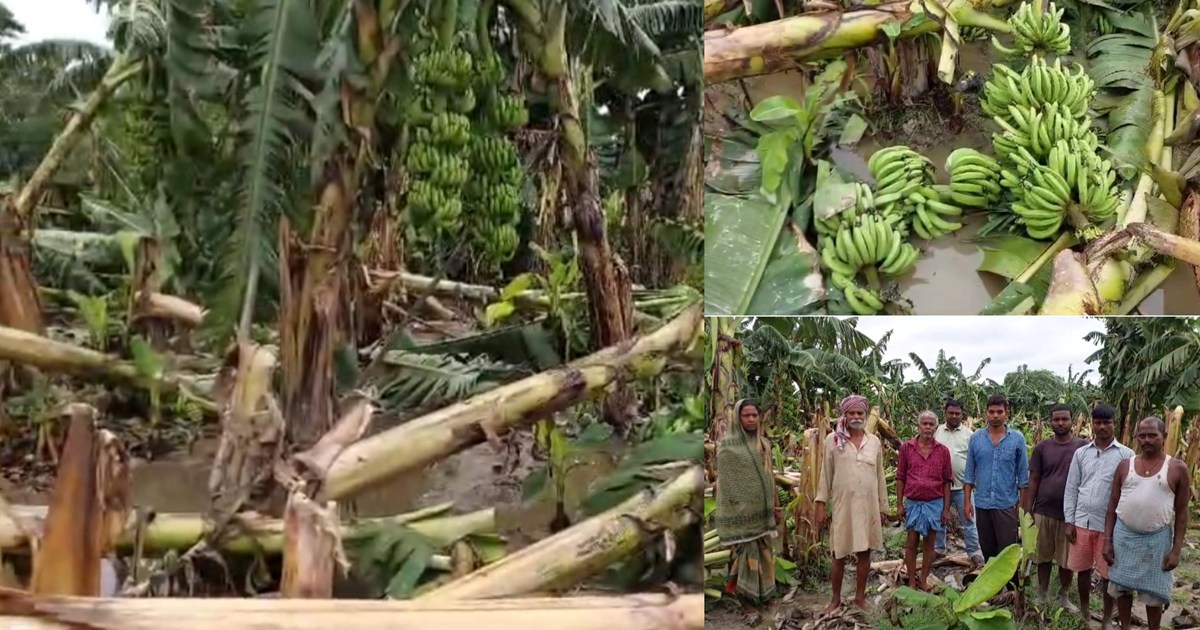 Strong storm and rain destroyed the banana crop.