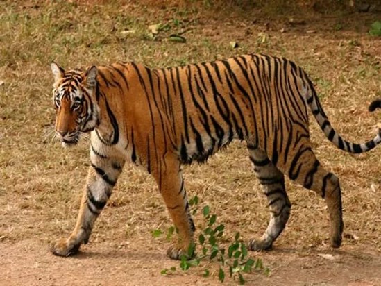 There is terror of wolves in UP, while tigers kill people in