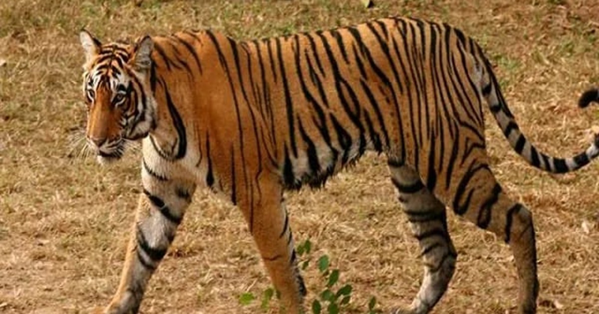 There is terror of wolves in UP, while tigers kill people in