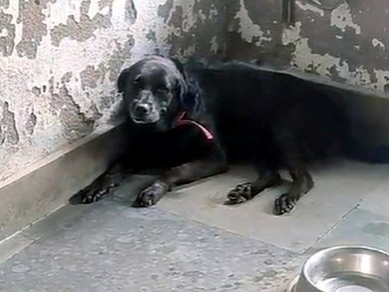 Detective Doggy Mala's amazing feat, will get an award, firs Detective Doggy Mala's amazing feat, will get an award, firs