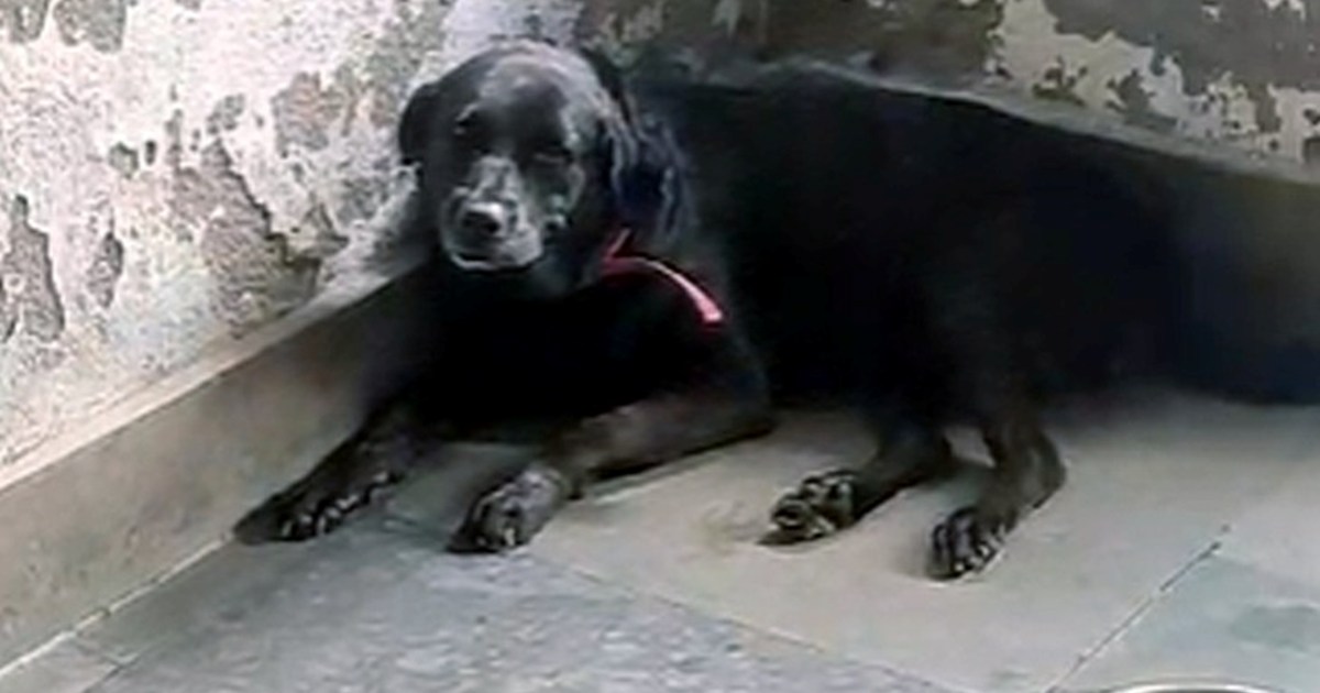 Detective Doggy Mala's amazing feat, will get an award, firs