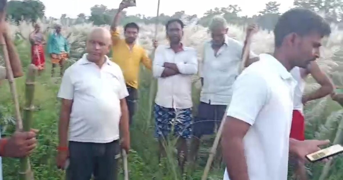 Tiger came out of Valmikinagar Tiger Reserve