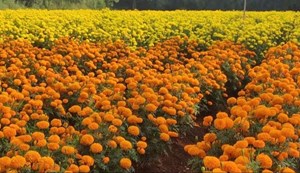 Farmers will get help for marigold cultivation in Bihar