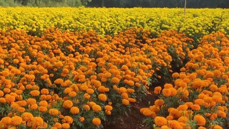 Farmers will get help for marigold cultivation in Bihar