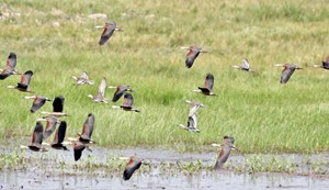 Bihar government took a big step!