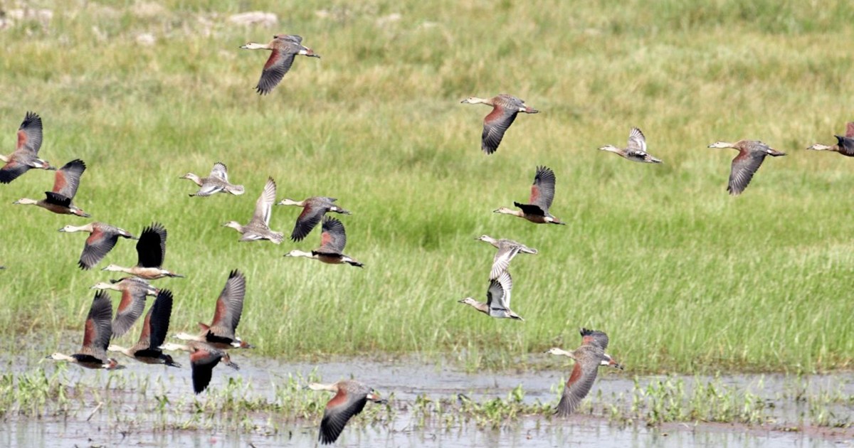 बिहार सरकार ने उठाया बड़ा कदम! वेटलैंड्स की सेहत की होगी निग