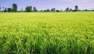 Agriculture Department issued advice for farmers