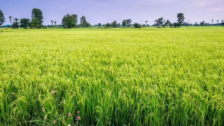 Agriculture Department issued advice for farmers