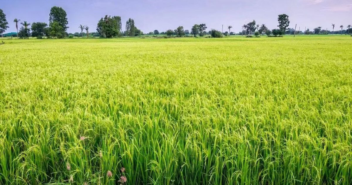 Agriculture Department issued advice for farmers