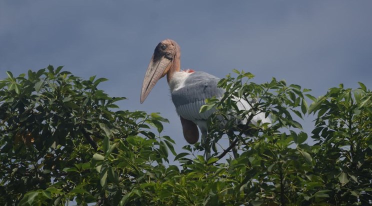 Migratory birds started coming to Bihar before winter Migratory birds started coming to Bihar before winter