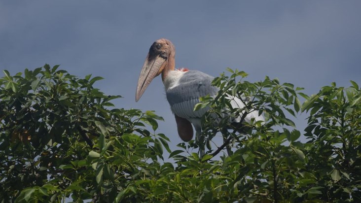 Migratory birds started coming to Bihar before winter