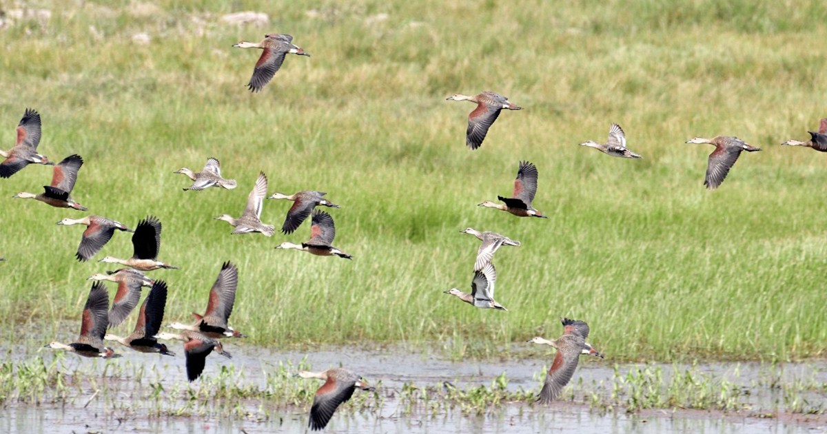 Lalu-Tejaswi tensions rise amid Bihar election heat