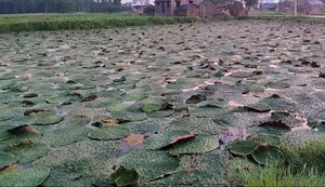 The government is continuously promoting makhana production
