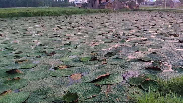 The government is continuously promoting makhana production The government is continuously promoting makhana production