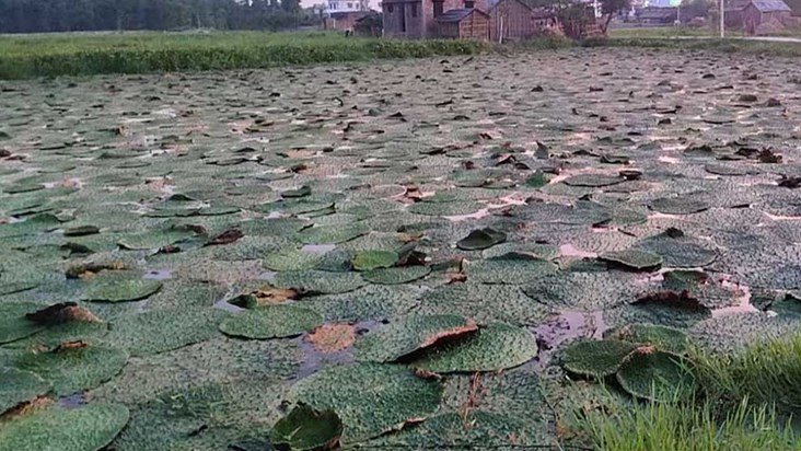 The government is continuously promoting makhana production