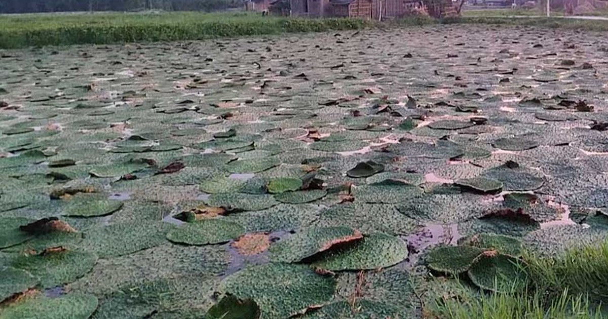 The government is continuously promoting makhana production